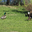 Mallard