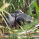 Purple swamphen