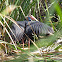 Purple swamphen