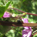 treehopper; chinche saltadora