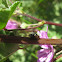 treehopper; chinche saltadora