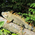 Green Iguana, Groene Leguaan