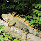 Green Iguana, Groene Leguaan