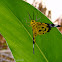 Geometrid moth