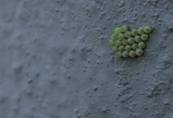 Spotting Image 1