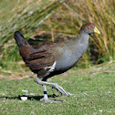Tasmanian Nativehen