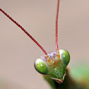 Praying Mantis