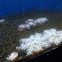 Cassiopeia xamachana