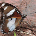 Danaid Eggfly (male)