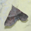 Moth