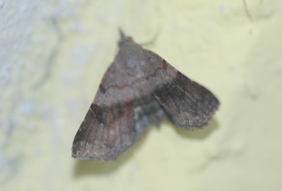Spotting Image 1