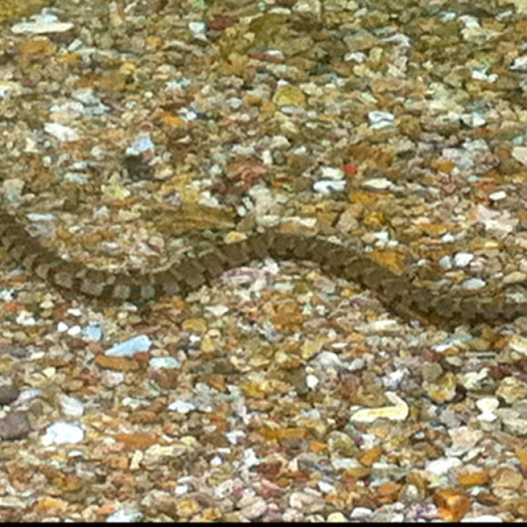 Spotting Image 1