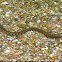 Banded Water Snake
