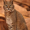 lynx