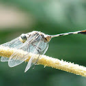 Green Marsh Hawk Male