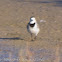White Wagtail; Lavandera Blanca