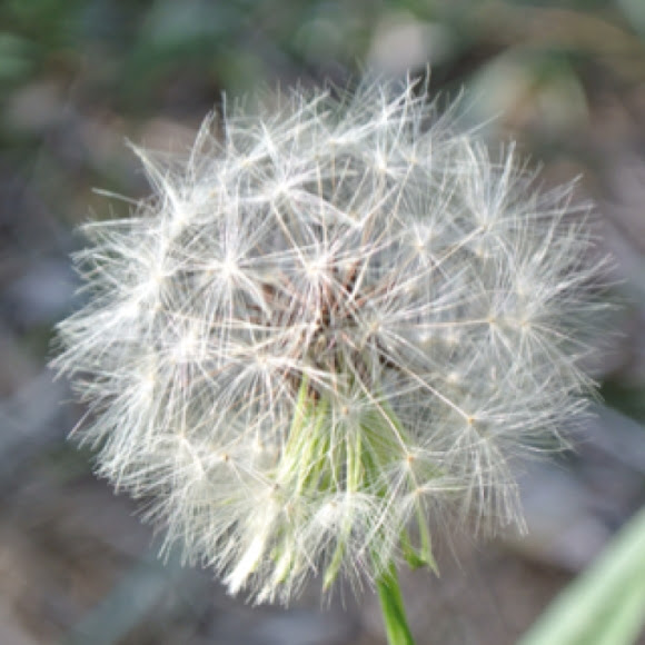 Spotting Image 1