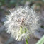 Texas Dandelion