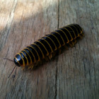 Millipede