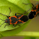 Small Milkweed Bug