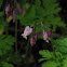 Pacific Bleeding-Heart
