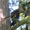 Pileated Woodpecker