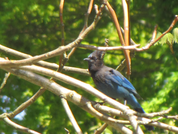 Spotting Image 1