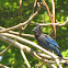Steller's Jay