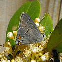 Gray Hairstreak