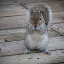 Eastern Grey Squirrel