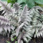 Japanese Painted Fern