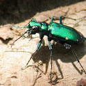 Six-spotted tiger beetle