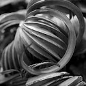 Saw Palmetto