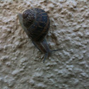 Garden Snail