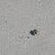 boxelder bug
