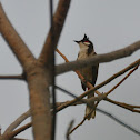 Red-whiskered Bulbul