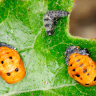 seven-spot ladybird puppae