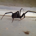 Spider - black widow-esque