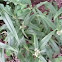 Spiderwort