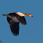 Egyptian Goose