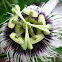Passion Fruit Flower