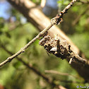 Bagworm