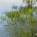 Northern Water Snake