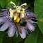 Carpenter Bee