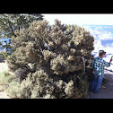 curl-leaf mountain mahogany