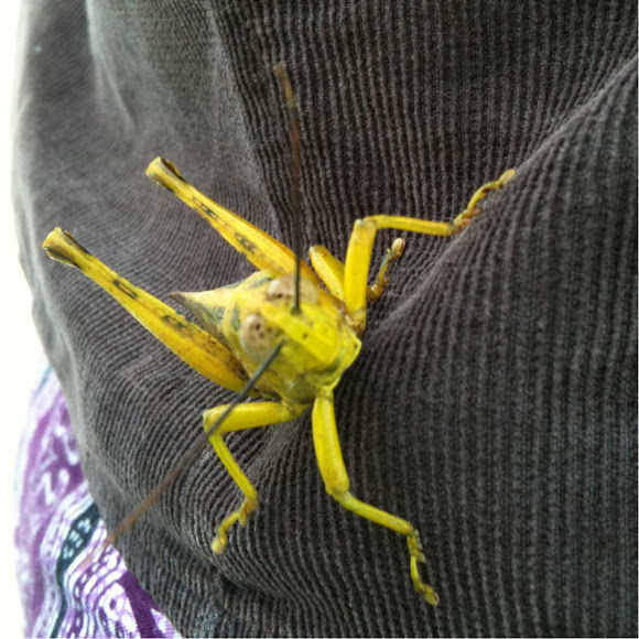 Spotting Image 1