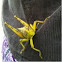 Locust