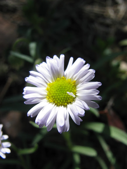 Spotting Image 1