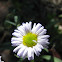 Aster