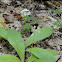 White Clintonia
